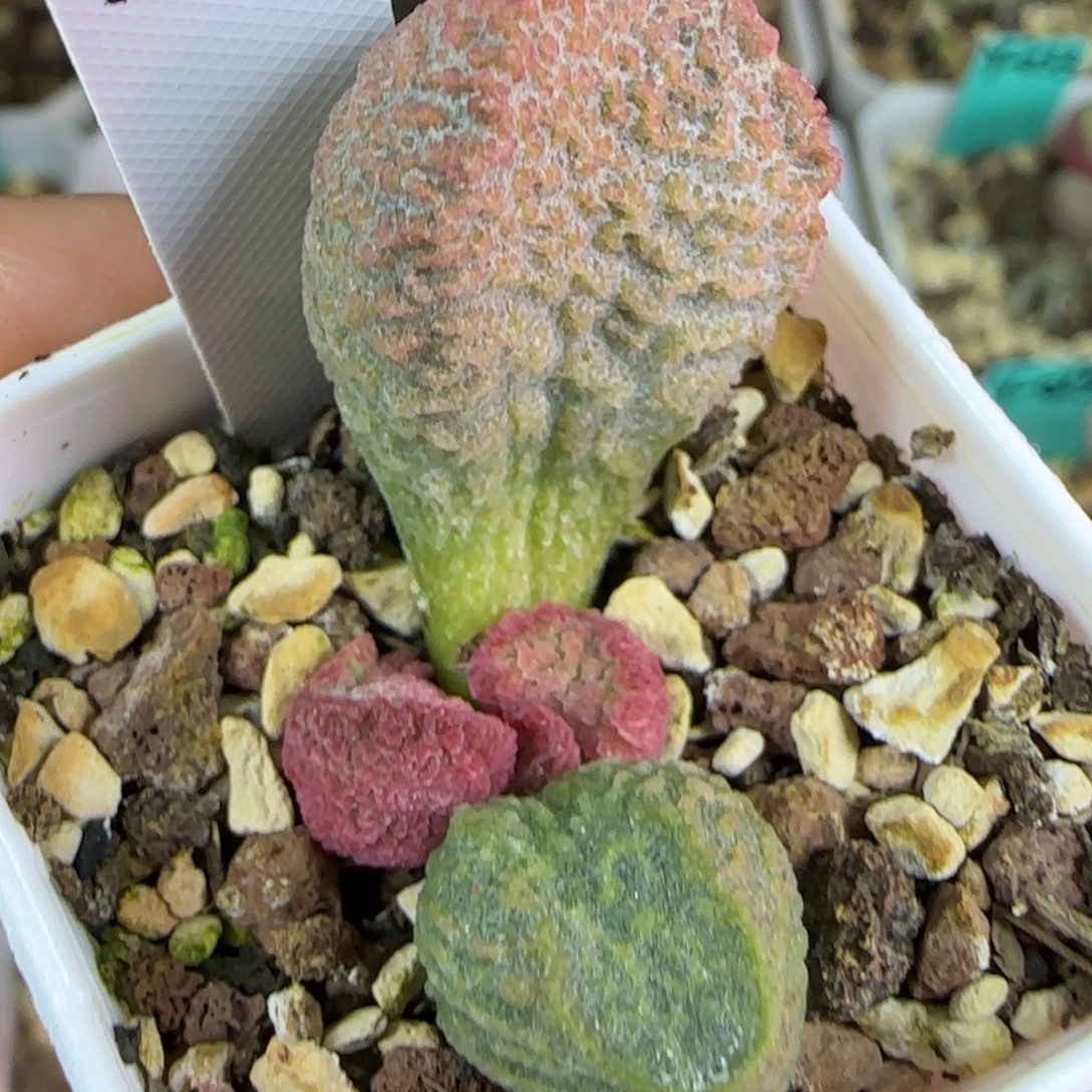 编号115叶插，四方盆发