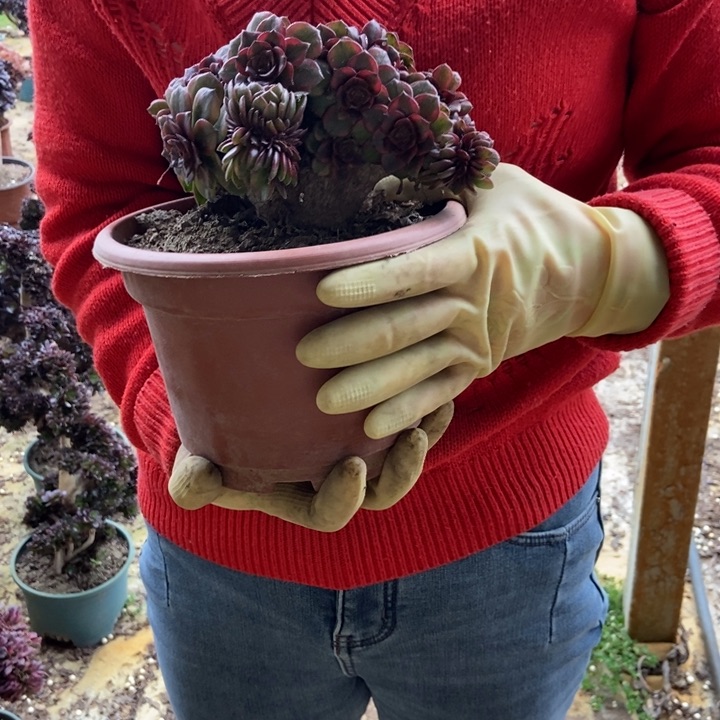 285琳琅老桩朵朵