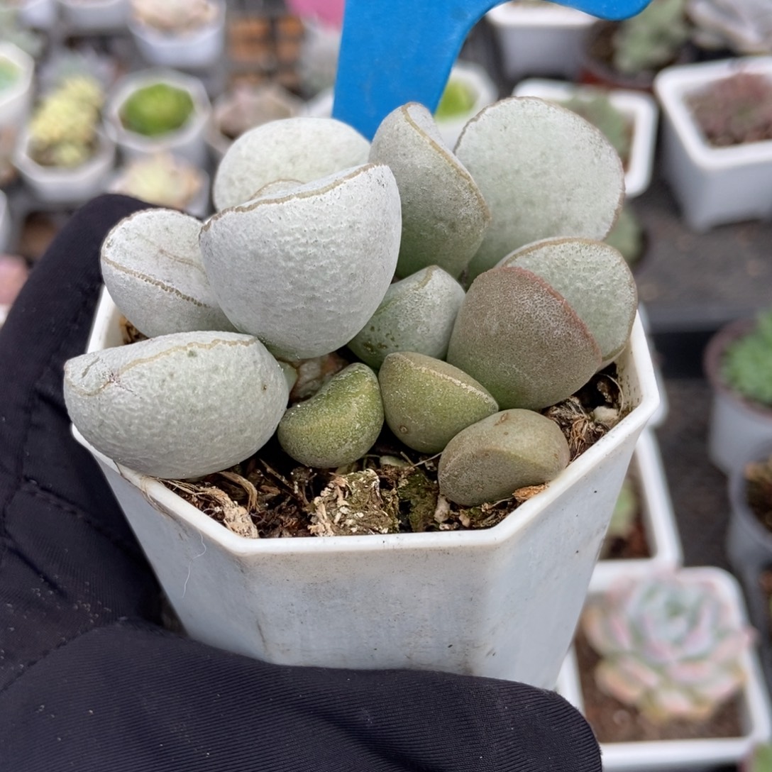 795绿磨砂多肉植物