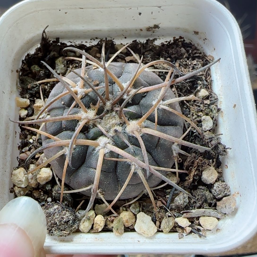 实生伏刺九刺天平多肉3.2