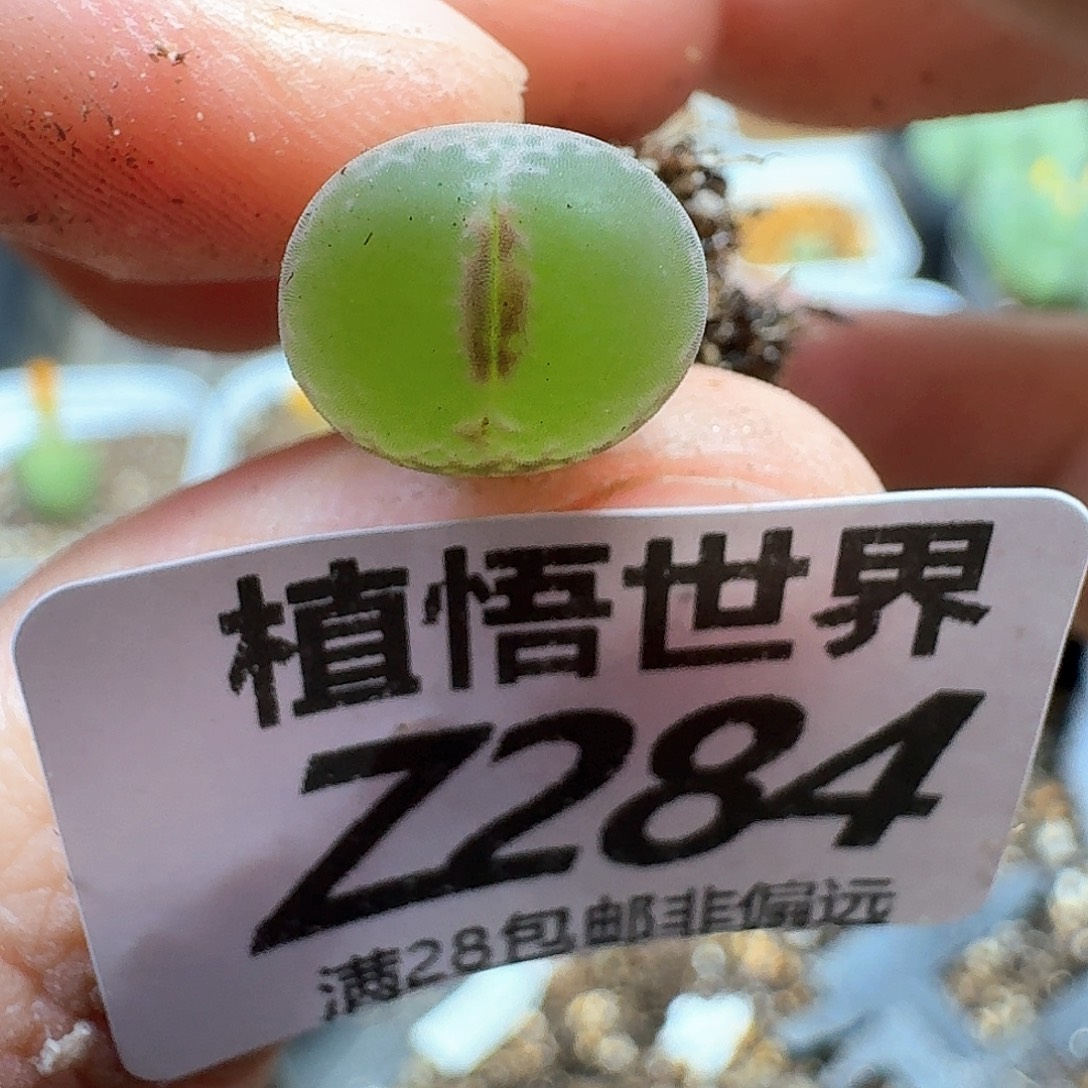 多肉植物的人生fgb