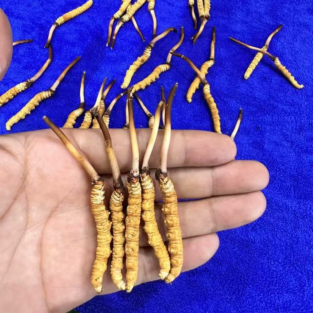 高海拔 每条精选 整条（果洛 鲜草）