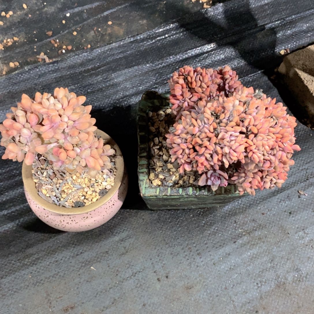 (***寻多肉植物缀化二个