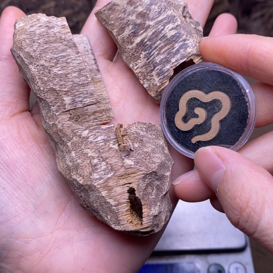 芽庄10。                       克