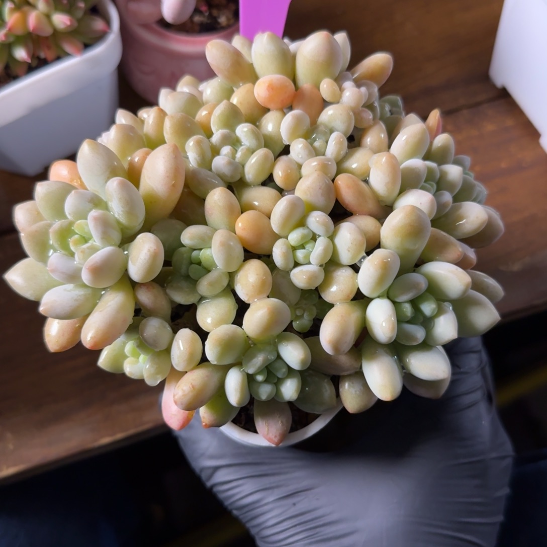 鱼子酱1111111111111111111