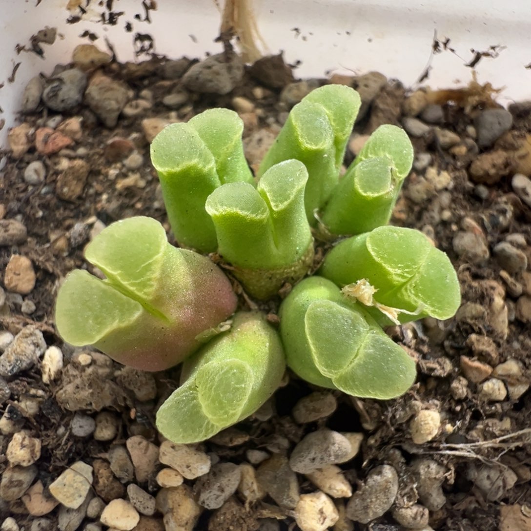 862优选sb805烧粉佛肚