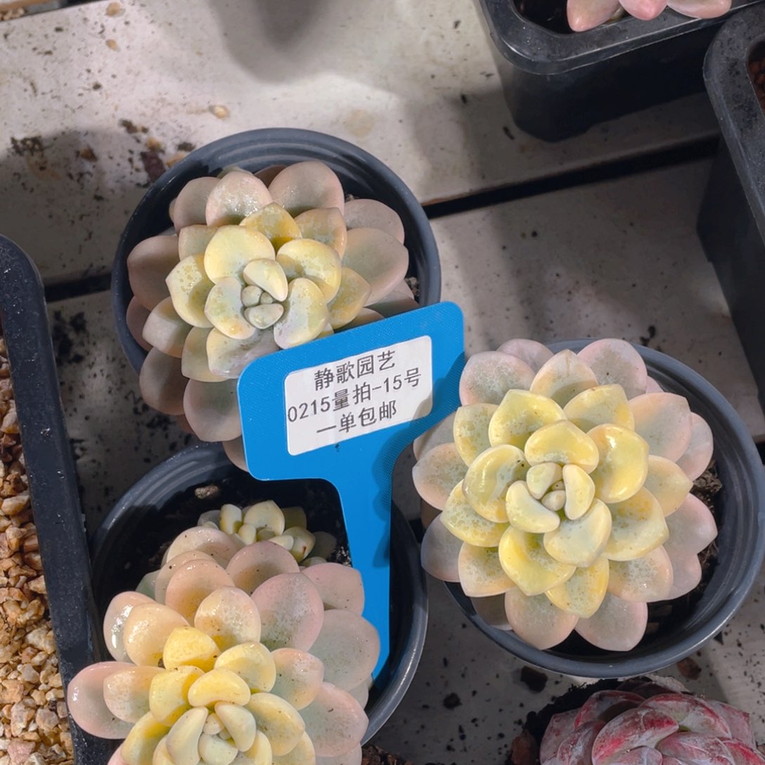 0215-15-洛神锦大福利一颗