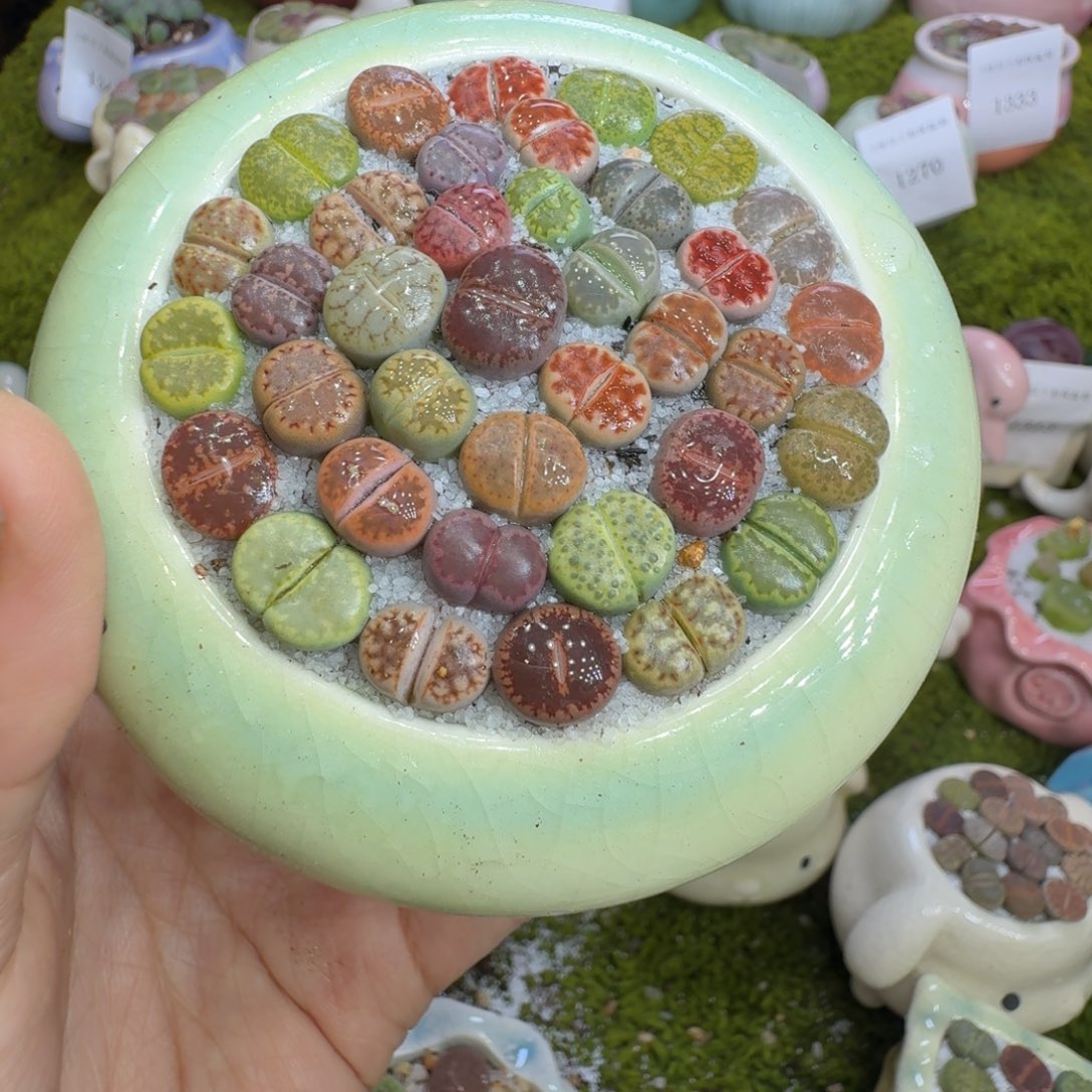 多肉植物福利冲1360