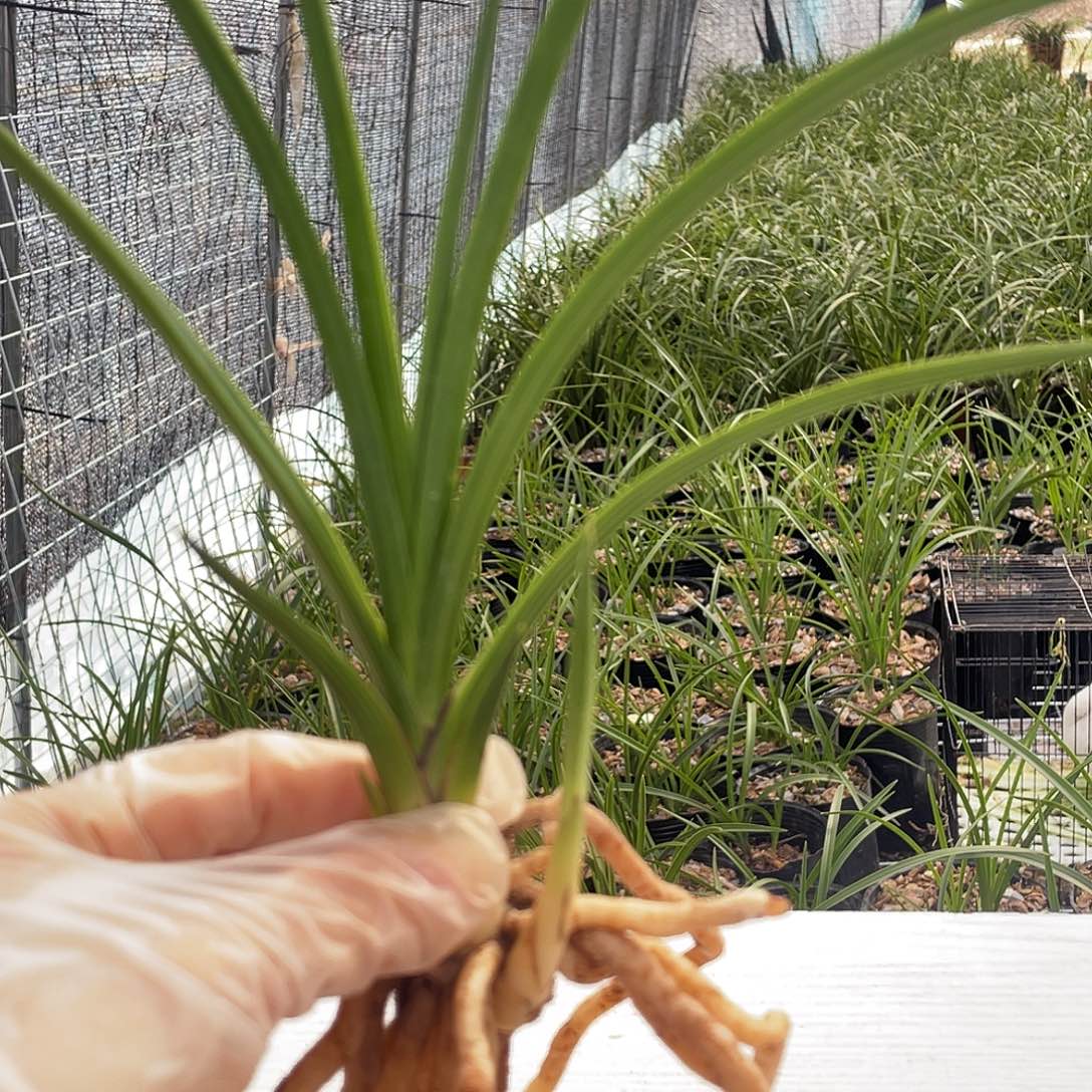 青***伟完全开放康康兰花