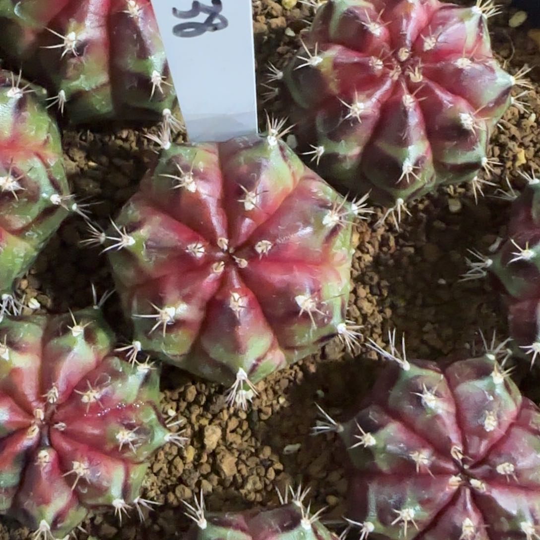 138-0114泰国发货火星多肉