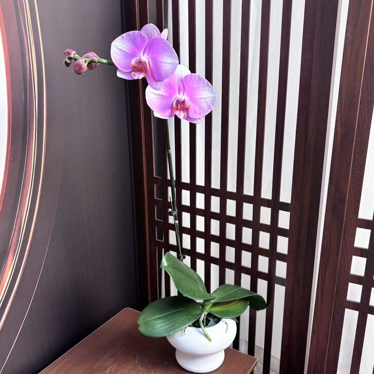 【美滋滋】蝴蝶兰3.0寸 开花带花苞 基地直发