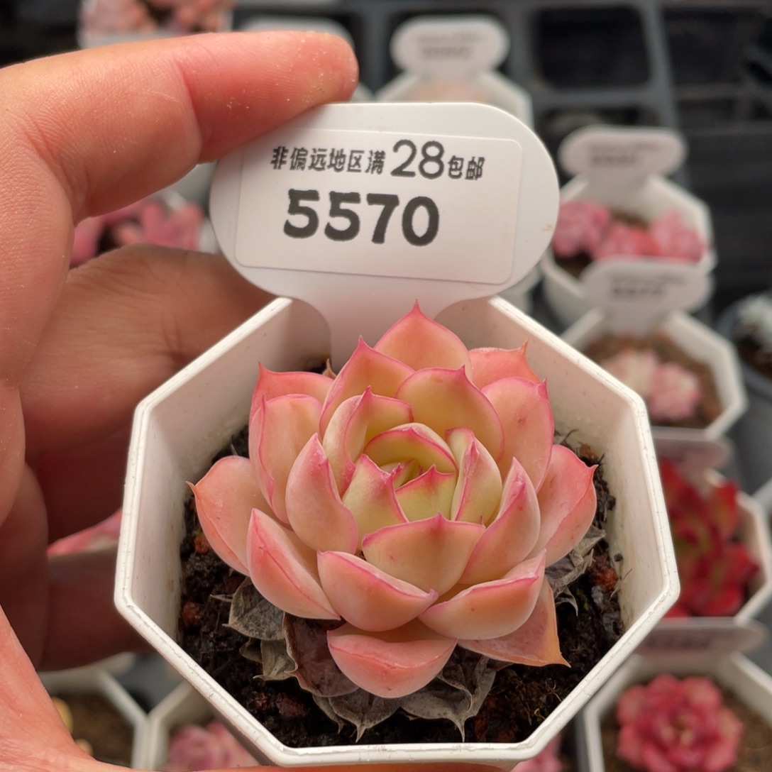 采荷5570-5.0厘米