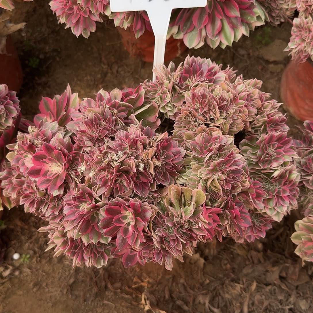 4561女巫缀多肉法师