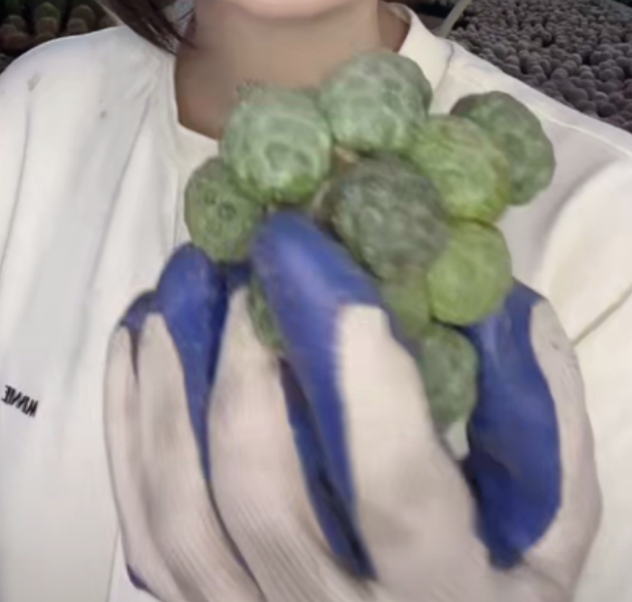 二妹园艺【 1颗 大型足球团扇 底部干疤 自根 】脱土随机发