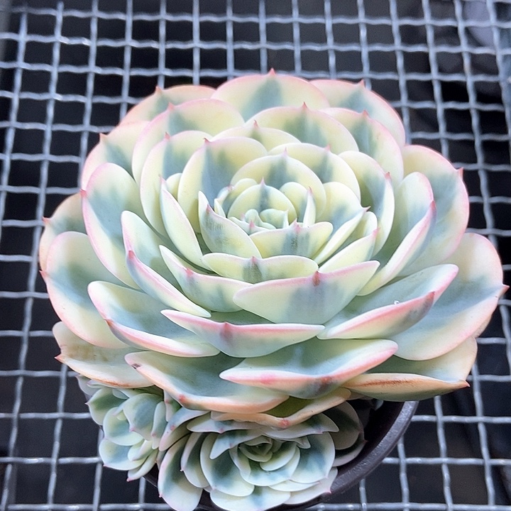 玉蝶锦多肉植物的