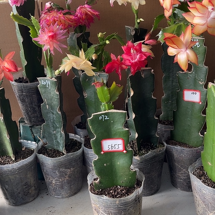 用***3当前无花朵，栽培后可花朵072