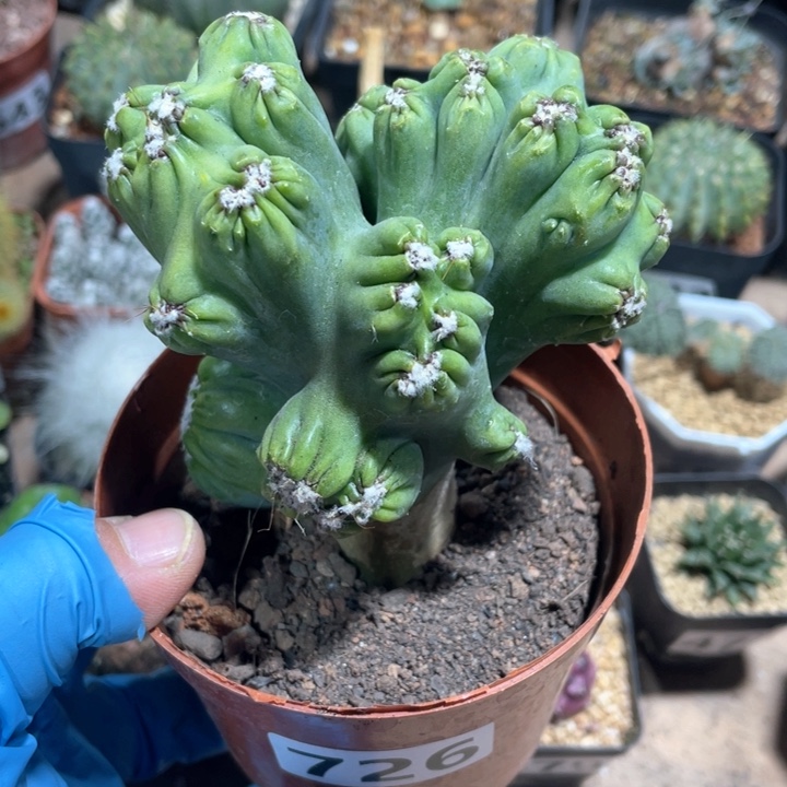 726紫云罗汉山影