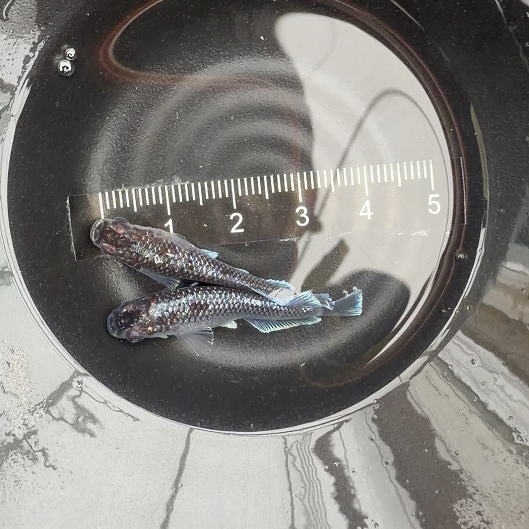 青鳉鱼观背青鳉32