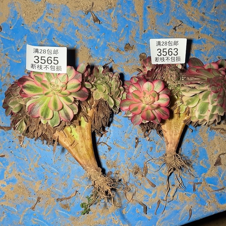 半****3563 3565荔枝缀两颗