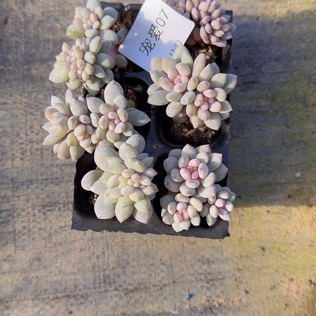 07 直播福利一物一拍