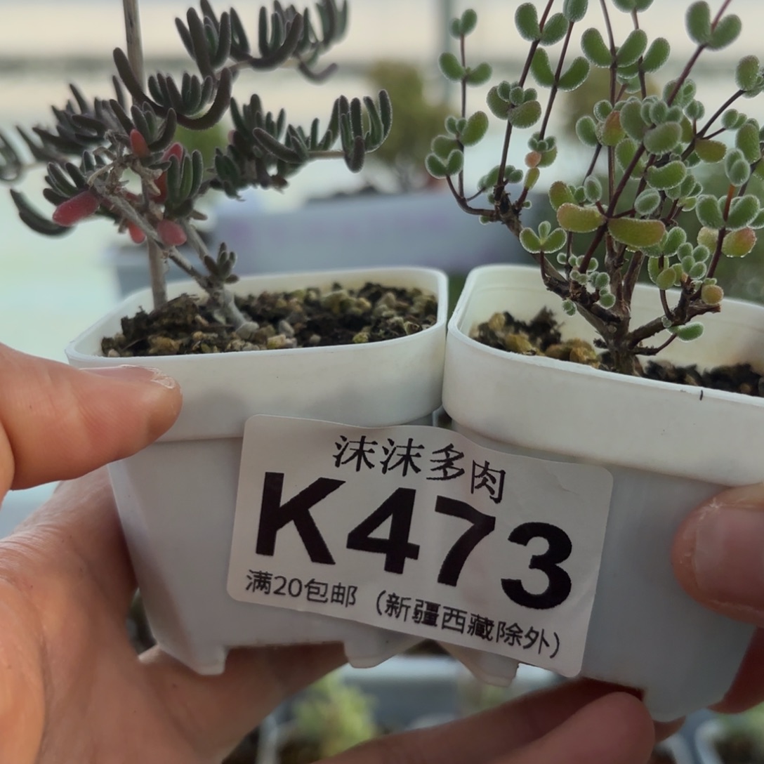 473月光石和翡翠组合