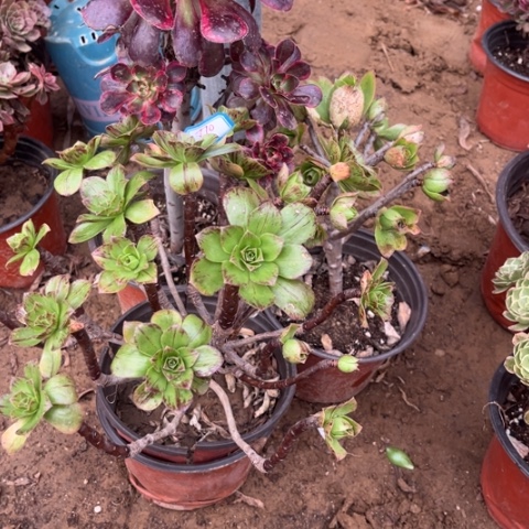 871多肉植物组合，