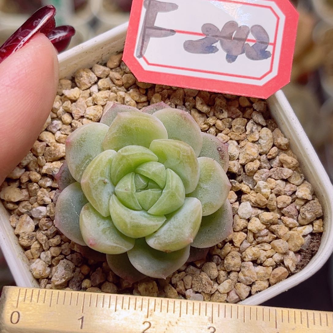 F242一物一拍 无尽灯