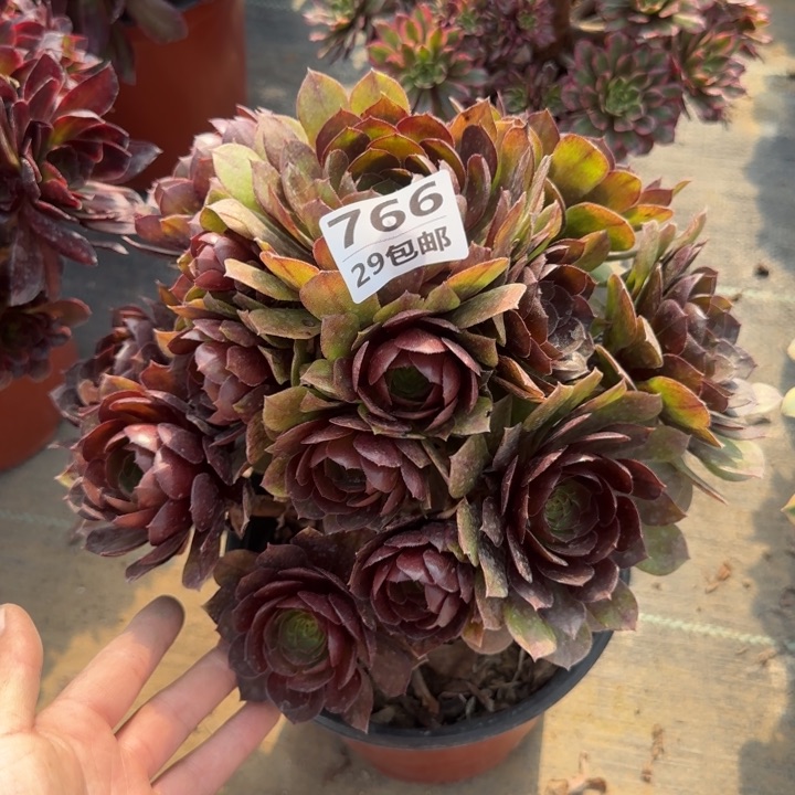 黑魔……多肉植物……