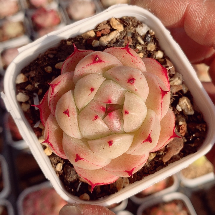 麦秆5cm多肉植物