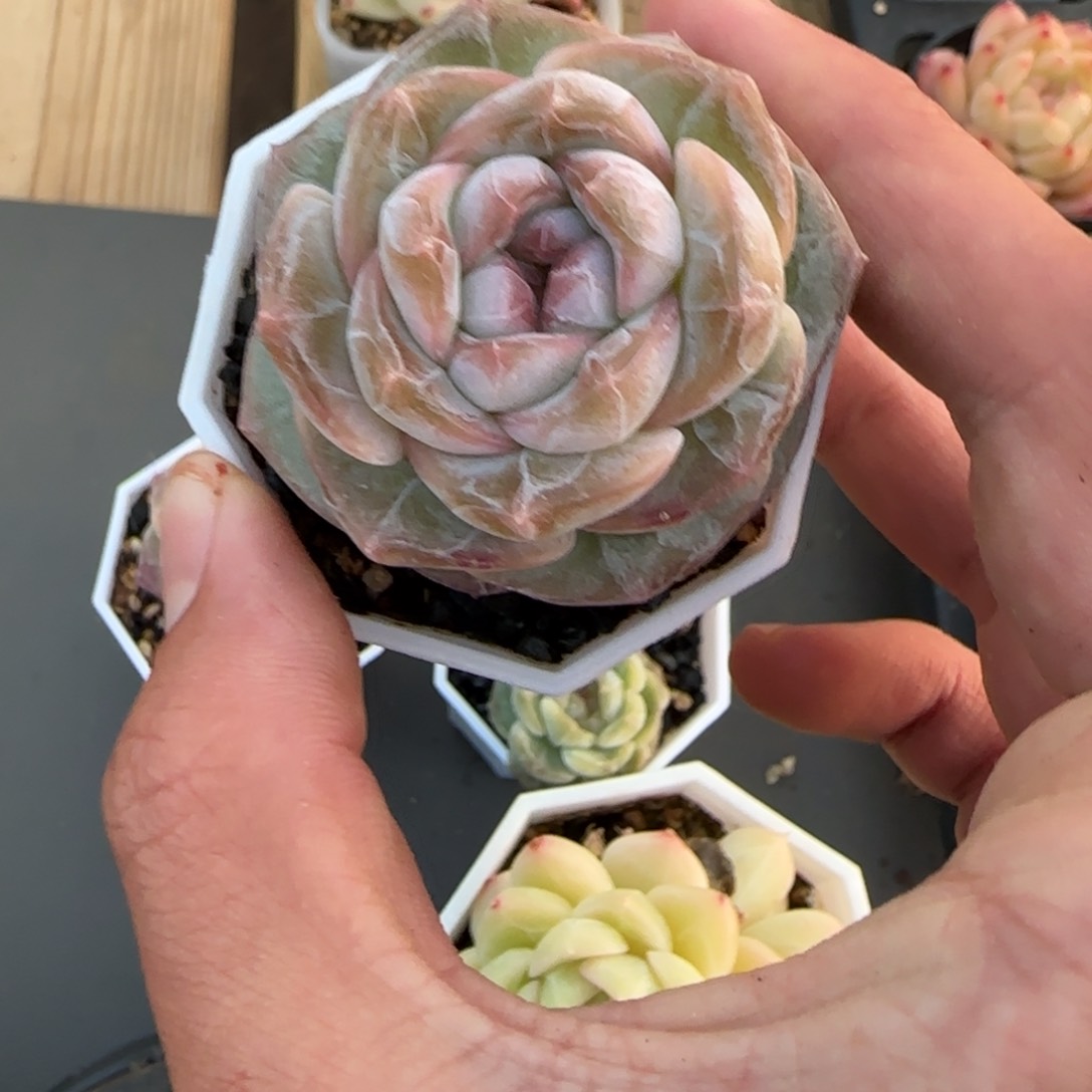 一物一拍麦秆珍妮05163