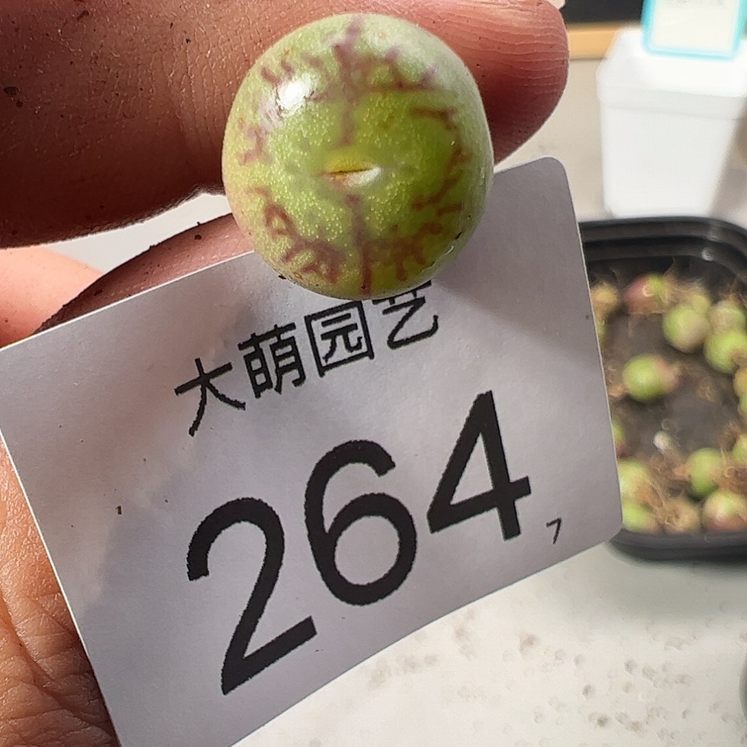 0000264 一物一拍……