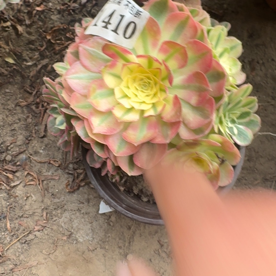 法师玉滋有砍1410 17-30