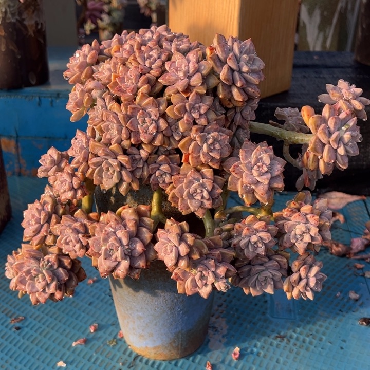 阿伦培带盆走物流自理。