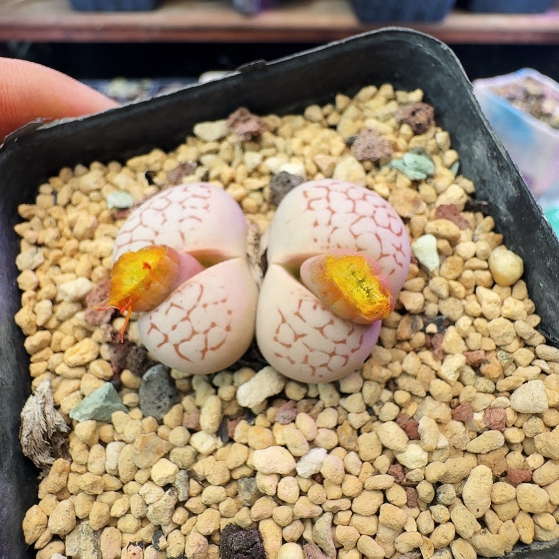 多肉植物福利生石花236