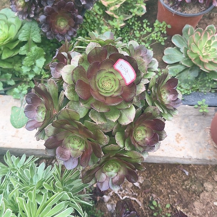 多肉植物黑摩53号无售后