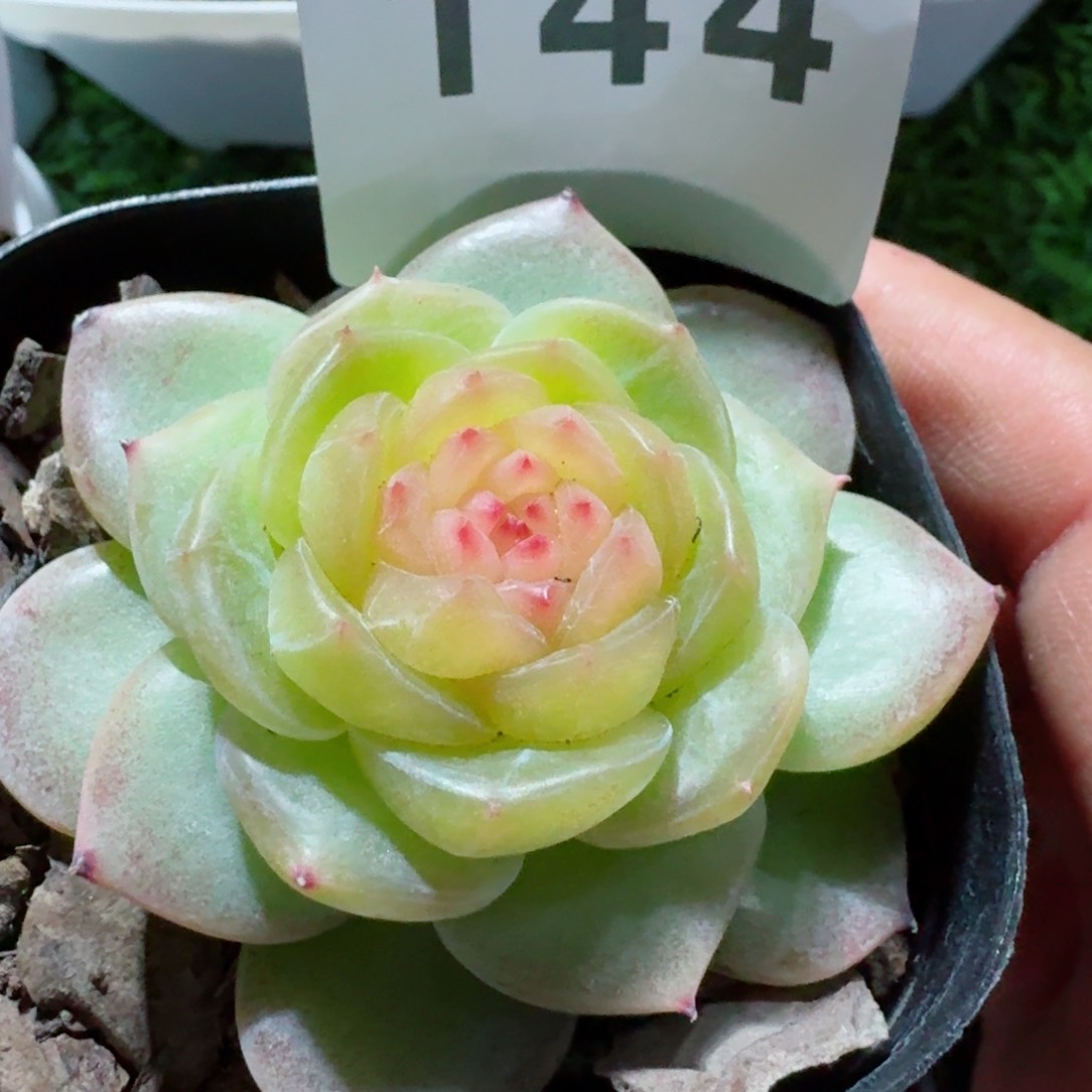 小家碧玉         精品多肉