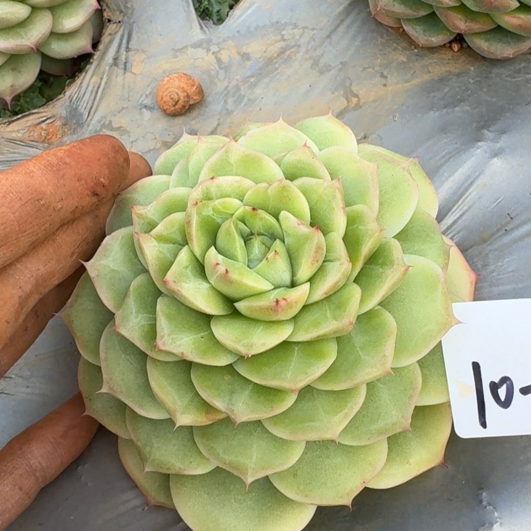 麦秆一颗一物一拍10-98