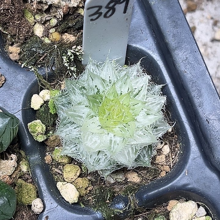 389塞米维亚玉露锦脱土发货