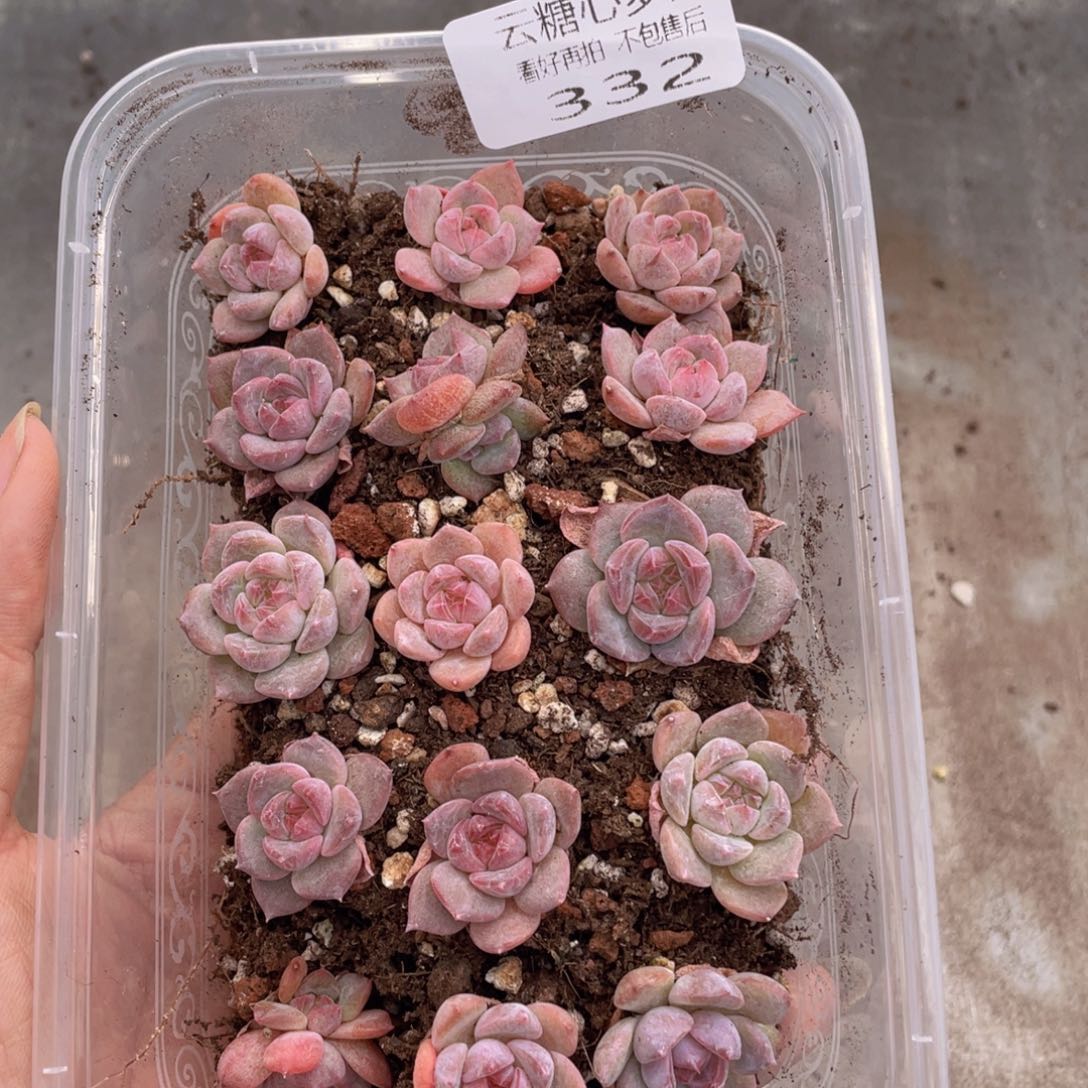 云糖心多肉植物332