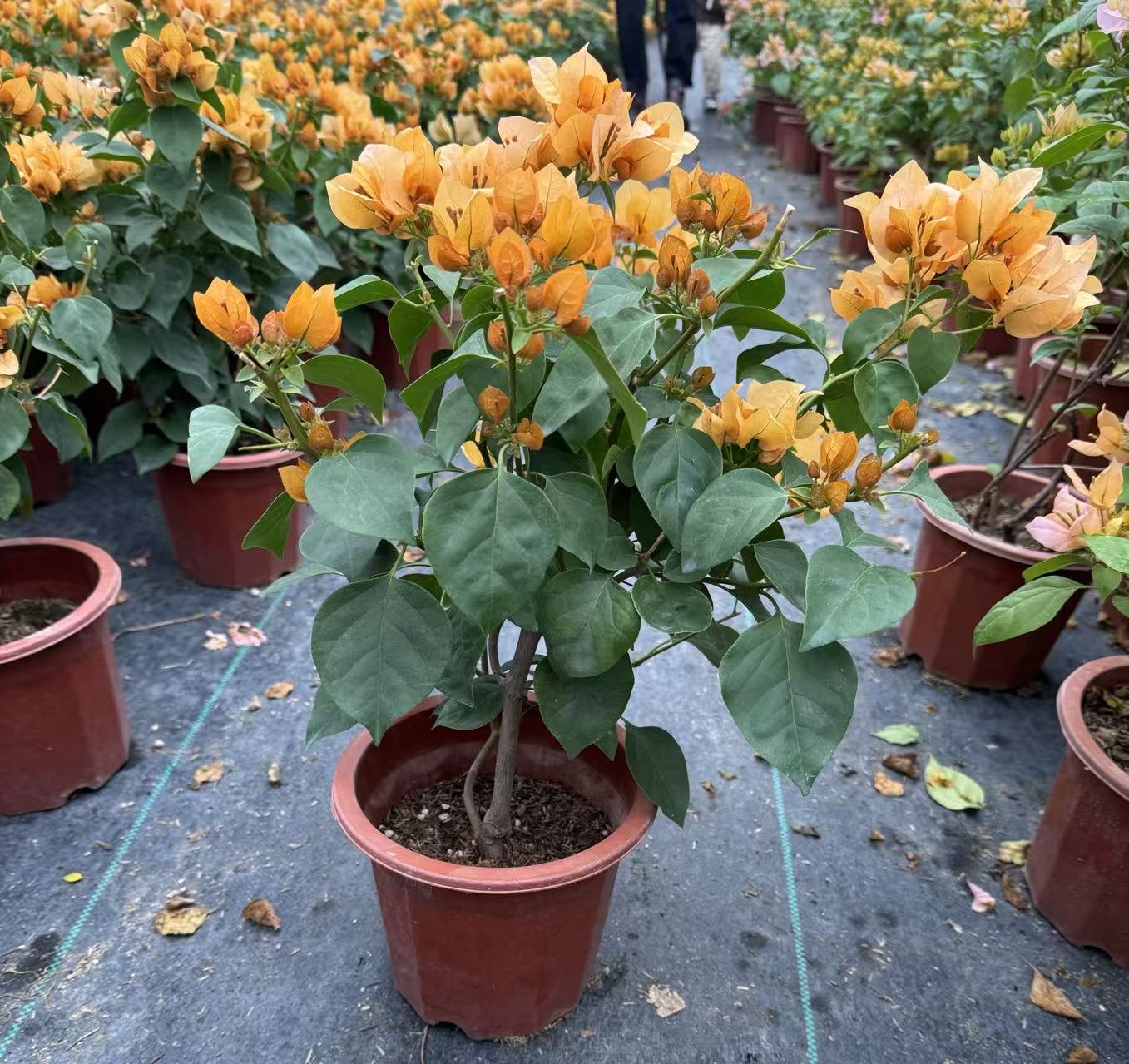 【金色光辉】橙黄粉渐变三角梅网红款四季勤花原盆基地直发带花易养