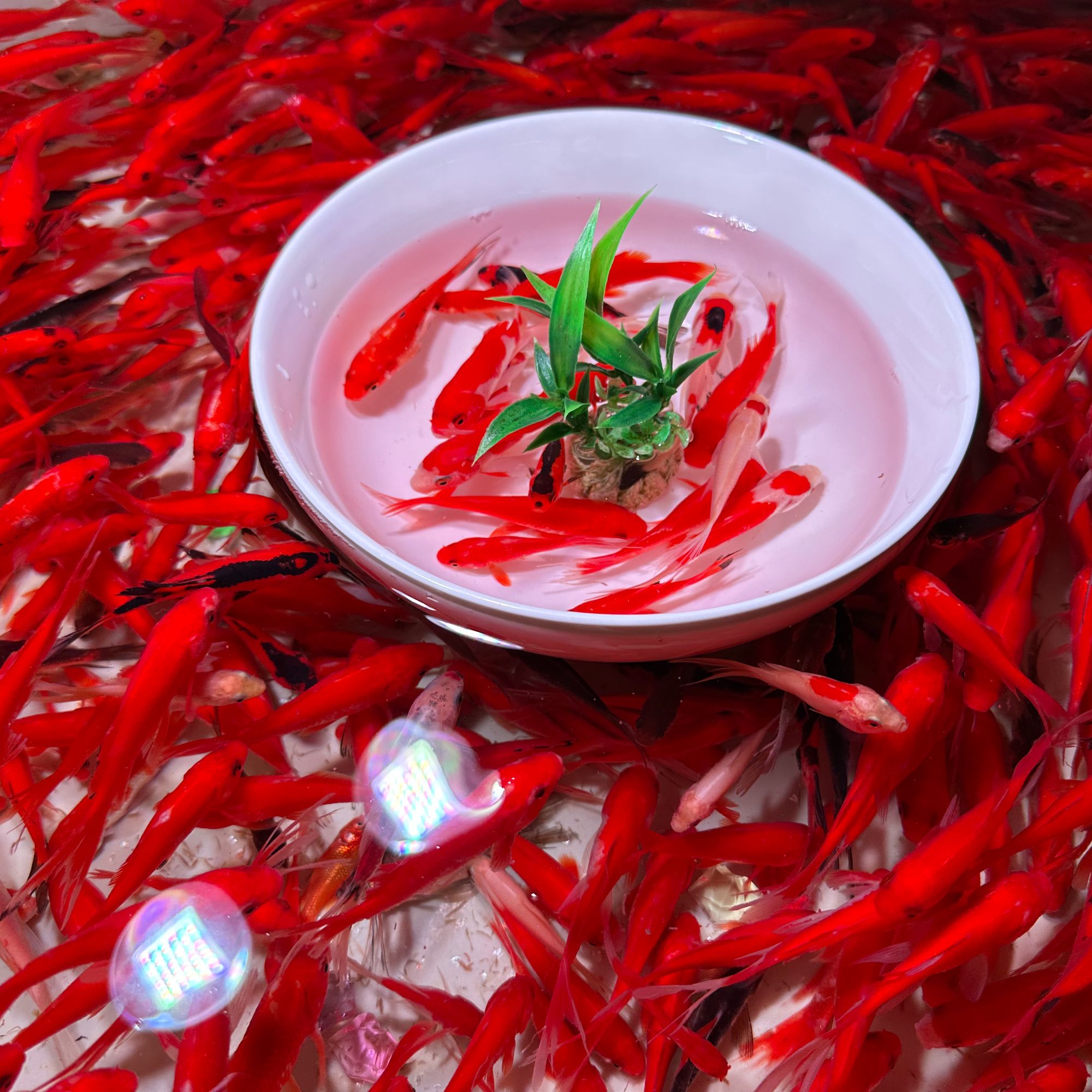 火焰草金鱼今天新号价 保底39条 3-6公分 （不支持指定，随机混搭）