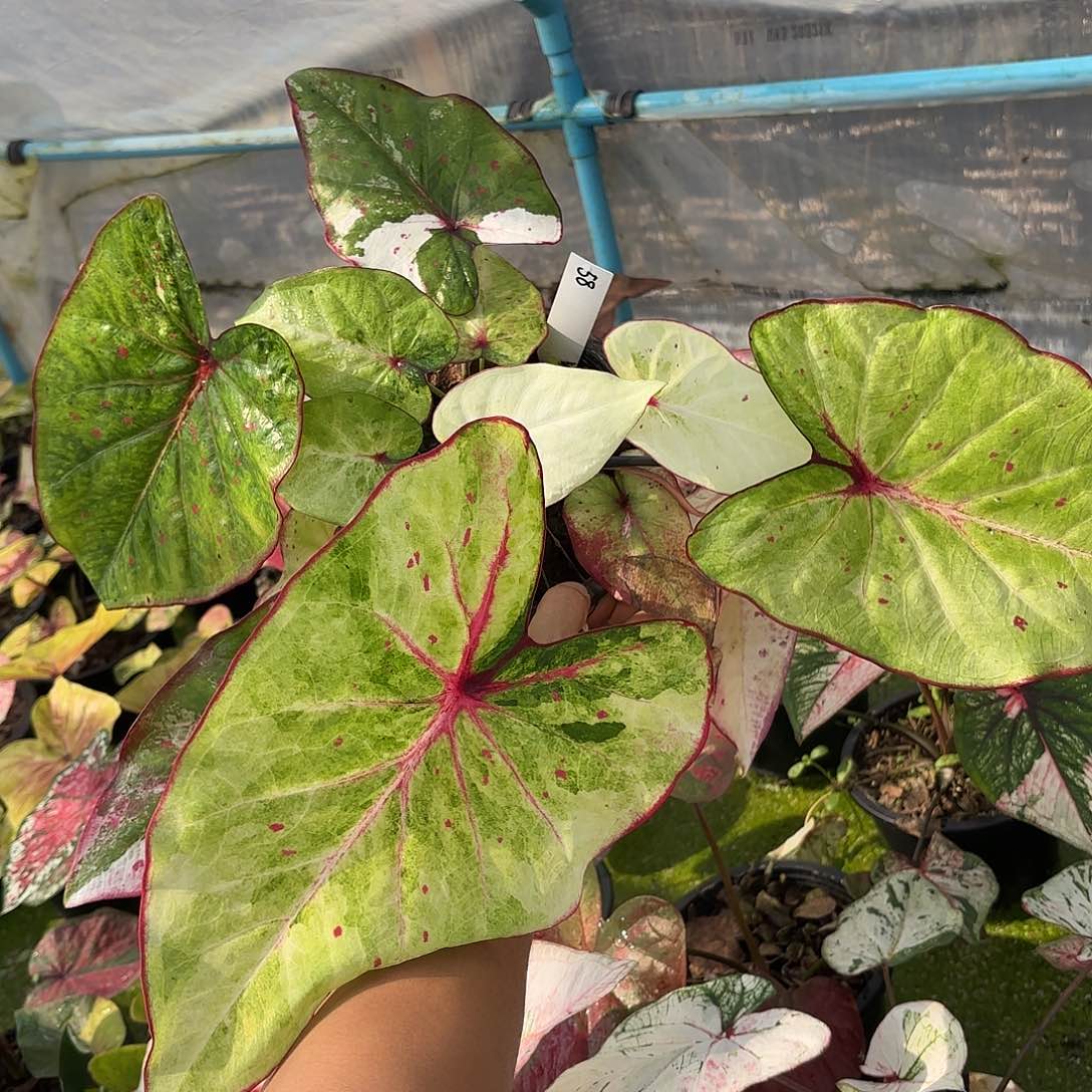 泰国彩叶芋 58-0130 多肉