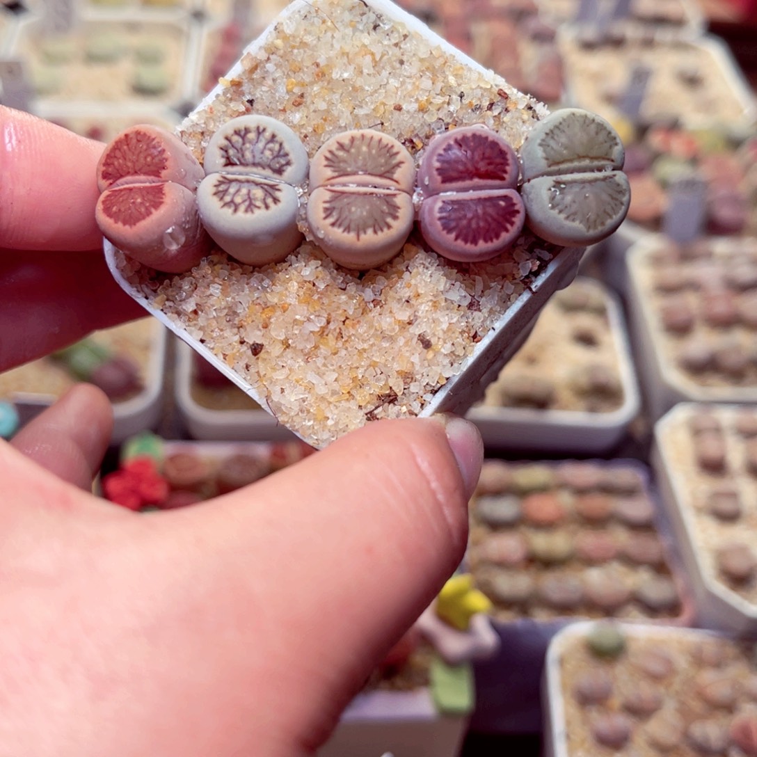 89号带盆包邮发货