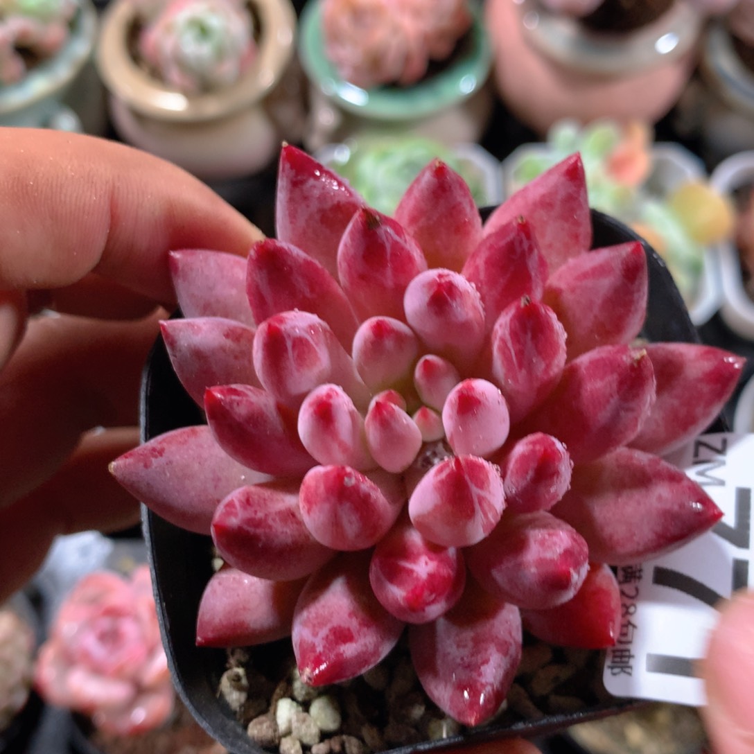 5CM拇指盆精控多肉ZM771