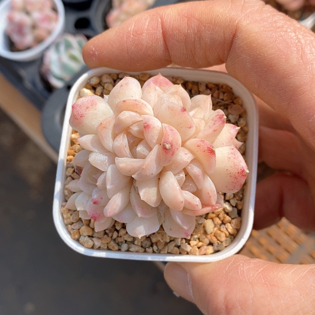 精品多肉一物一拍不包整117