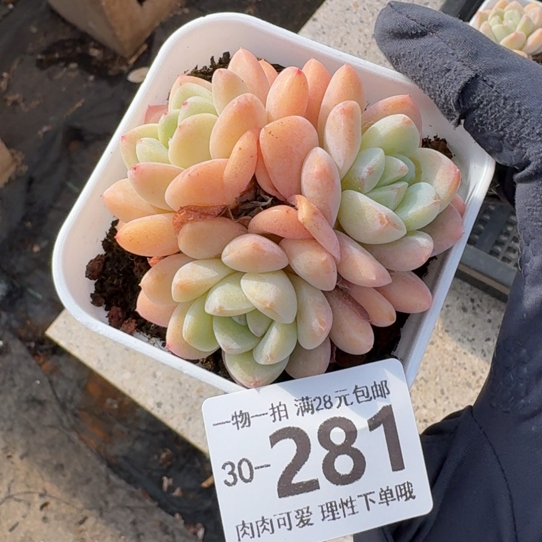玉蝴蝶无盆土发货无