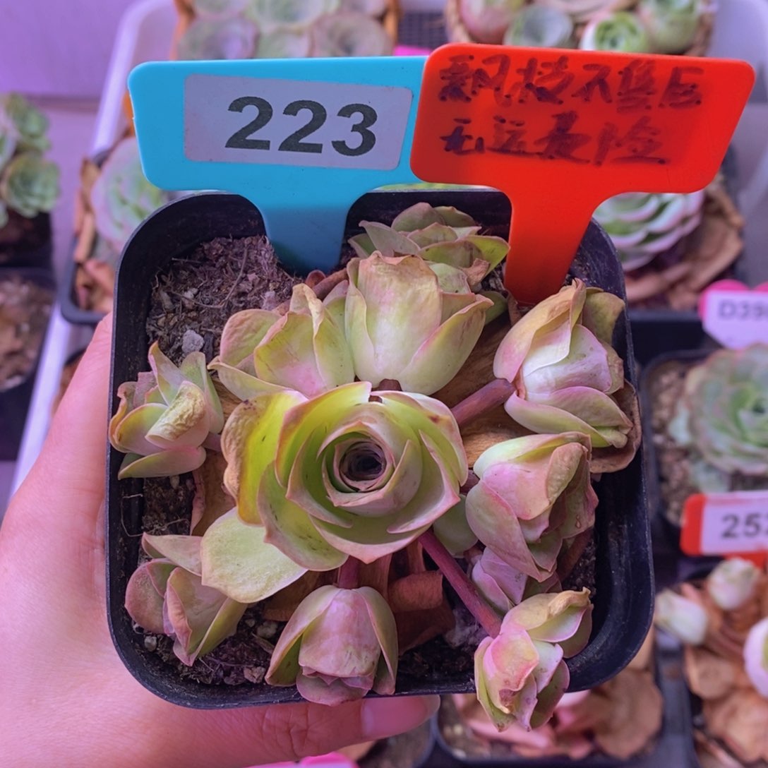 红粉佳人一物一拍223 裸根发