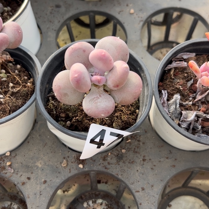 K**K472 多肉植物组合盆栽