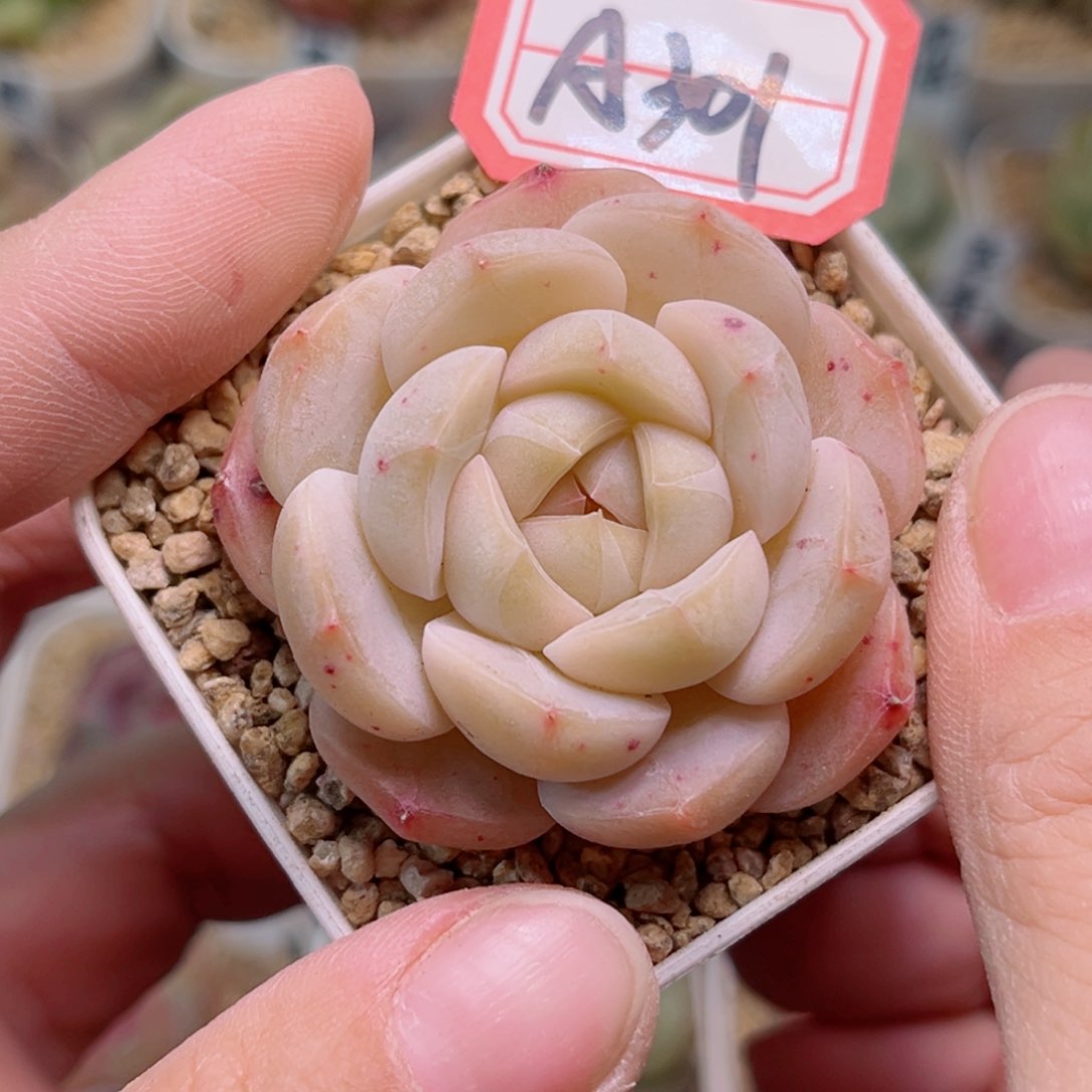 A301一物一拍 孤品珍妮
