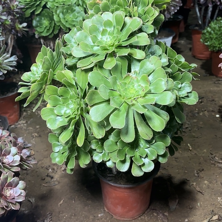 多肉植物原始绿28
